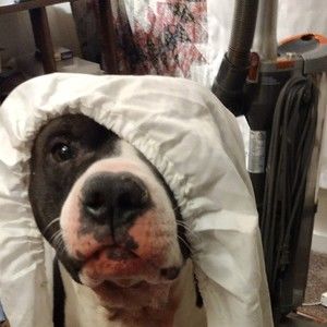 Meet your Posher, Sunshine